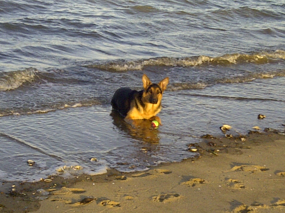 German Shepherd, Aghadiuno Family Pet, Hunter