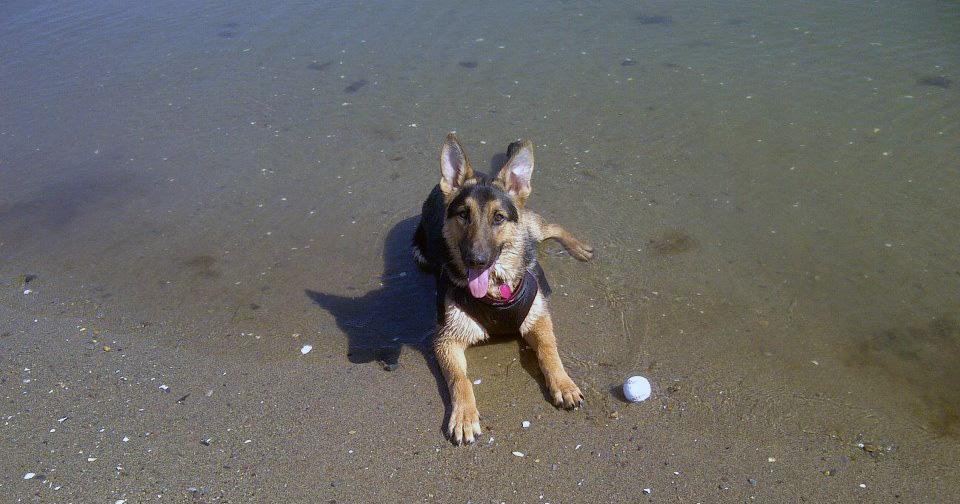 A German Shepherd: Aghadiuno Pet, Hunter AKA Top Dog