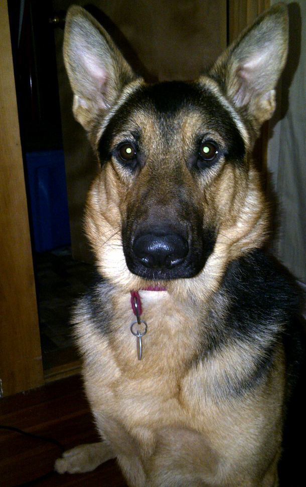 A german Shepherd: John Aghadiuno's Family Pet Dog